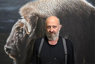 Le peintre photoréaliste Gerd Bannuscher se tient devant son grand tableau représentant un bœuf musqué.