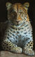 Bild "Leopard", auf Keilrahmen