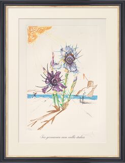 Picture "Iris germanica cum ocellis italicis" (1972)