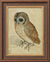 Picture "Tawny Owl" (1508), framed
